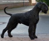 Giant schnauzer - puppies - Giant Schnauzer (181)