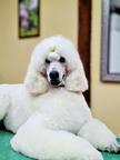 White Standard Poodle from champion parents - Poodle (172)
