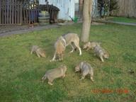 Československý vlčiak puppies - Czechoslovakian Wolfdog (332)