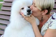 White Standard Poodle from champion parents - Poodle (172)
