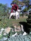 Dogo Argentino