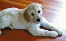 Goldendoodle for you a friend