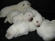 White Swiss Shepherd from Fci pedigree - White Swiss Shepherd Dog (347)