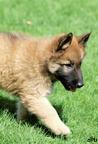 Belgian malinois and tervueren puppies - Belgian Shepherd Dog (015)