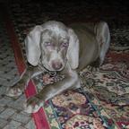 Weimaraner - Weimaraner (099)