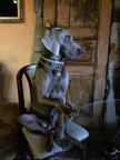 Weimaraner - Weimaraner (099)