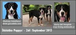 Great Swiss Mountain Dog - Great Swiss Mountain Dog (058)