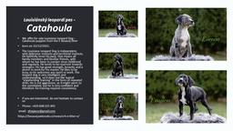 Louisian leopard dog FCI pedigree - Catahoula Cur