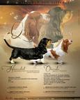 Basset hound puppies Queen´s Hermelín kennel - Basset Hound (163)