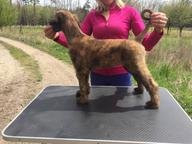 Puppies Afghan Hound (FCI) - Afghan Hound (228) Puppies Afghan Hound (FCI) - Afghan Hound (228)