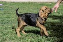 Show class Bloodhound puppies for sale from Hungary - Bloodhound (084)