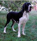 Very beautiful puppy - Great Dane (235)