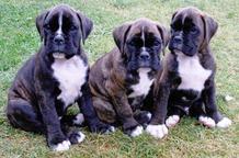 German boxer puppies, F:Big Boss Signum Laudis - German Boxer (144)