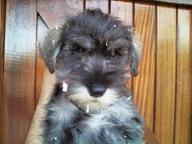 Minature schnauzer puppies - Crossbreed