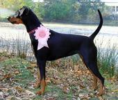 Deutsche Pinscher puppies with pedigree