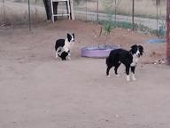 Border Collies (Skaaphondjies) - Border Collie (297)