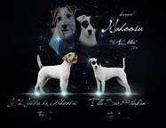 Parson Russell Terrier puppies for sale - Parson Russell Terrier (339)