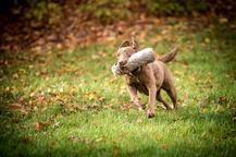 Chesapeake bay retriver whit FCI pedigre - Chesapeake Bay Retriever (263)