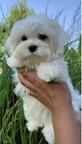 Maltese Puppies - Maltese (065)