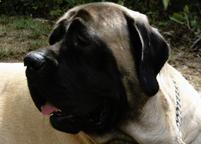 Old English Mastiff,Engl. Mastiff Welpen mit VDH Papieren und FCI Ahnentafel " vom Selzerbach " - Mastiff (264)