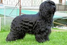 Briard - Briard (113)