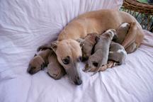 Beautiful Whippet puppies - Whippet (162)