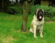 English Mastiff - Mastiff (264)