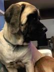 English Mastiff - Mastiff (264)