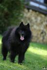 Grossspitz - Giant German Spitz Black puppies for sale - pedigree FCI - German Spitz (097)