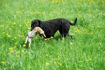 sale puppies Curly Coated Retriever  - Curly Coated Retriever (110)