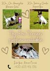 Toy Fox Terriers - PP FCI registered - Fox Terrier Smooth (012)