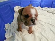 Adorable English Bulldog AKC registered puppies $500 - Bulldog (149)