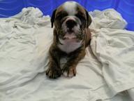 Adorable English Bulldog AKC registered puppies $500 - Bulldog (149) Adorable English Bulldog AKC registered puppies $500 - Bulldog (149)