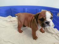 Adorable English Bulldog AKC registered puppies $500 - Bulldog (149)