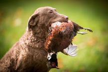 Chesapeake bay retriver whit FCI pedigre - Chesapeake Bay Retriever (263)