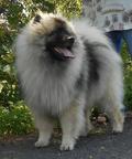 Keeshond puppies for sale - pedigree FCI  - German Spitz (097)