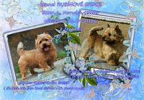 Norwich terrier - pupies with pedigree - Norwich Terrier (072)