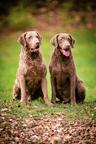 Chesapeake bay retriver whit FCI pedigre - Chesapeake Bay Retriever (263)