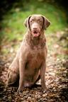 Chesapeake bay retriver whit FCI pedigre - Chesapeake Bay Retriever (263)