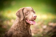 Chesapeake bay retriver whit FCI pedigre - Chesapeake Bay Retriever (263)