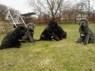 Neapolitan Mastiff