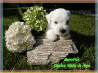 White miniature schnauzer. Lovely Puppies - Schnauzer (182)