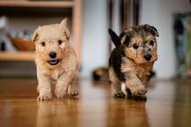 Lakeland terrier puppy - Lakeland Terrier (070)