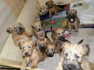 Beautiful Wheaten puppies available now!