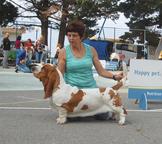 Basset hound puppies Queen´s Hermelín kennel - Basset Hound (163)