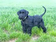 Knírač velký černý s PP-štěně - Giant Schnauzer (181) Knírač velký černý s PP-štěně - Giant Schnauzer (181)