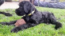 Knírač velký černý s PP-štěně - Giant Schnauzer (181) Knírač velký černý s PP-štěně - Giant Schnauzer (181)