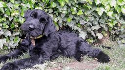 Knírač velký černý s PP-štěně - Giant Schnauzer (181) Knírač velký černý s PP-štěně - Giant Schnauzer (181)