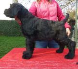 Knírač velký černý s PP-štěně - Giant Schnauzer (181) Knírač velký černý s PP-štěně - Giant Schnauzer (181)
