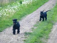 Knírač velký černý s PP-štěně - Giant Schnauzer (181) Knírač velký černý s PP-štěně - Giant Schnauzer (181)